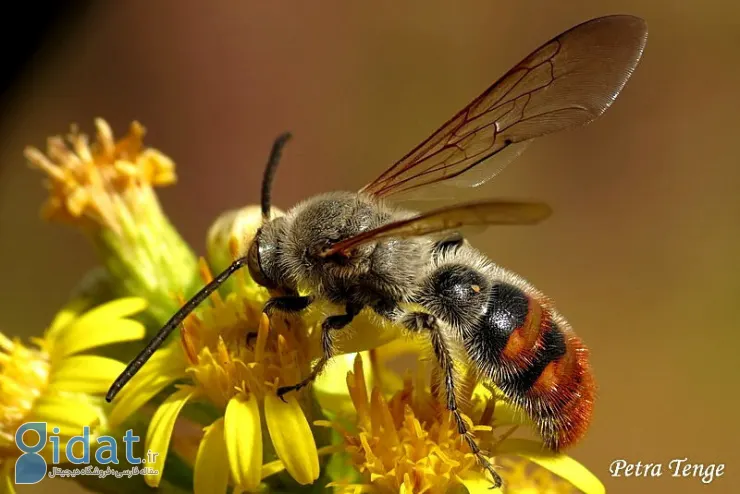 اگر این زنبورها را در ایران دیدید، فرار کنید!