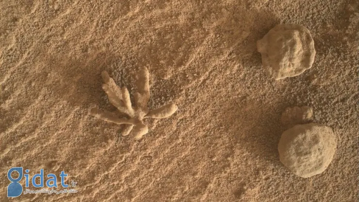 عکسی از گل زیبایی که در سطح مریخ روییده است