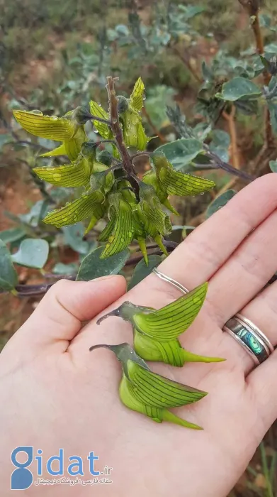 این گیاهان حیرت‌انگیز را تا حالا هیچ کجای دنیا ندیده‌اید