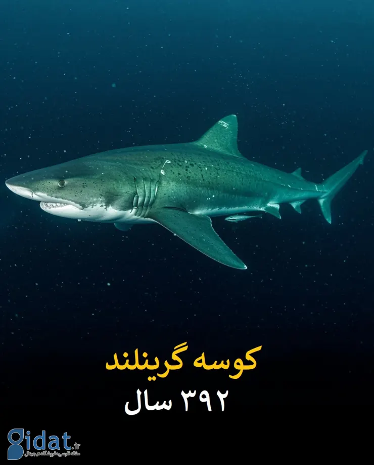 عمر انسان در مقایسه با این موجودات عدد بسیار کوچکی است!