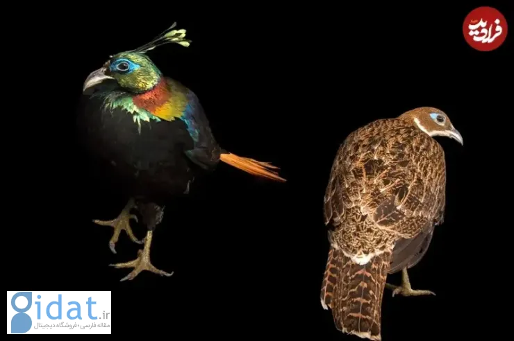 «پری کوکو»؛ پرنده ای که همچون الماسی در دل کوه های آسیا می درخشد