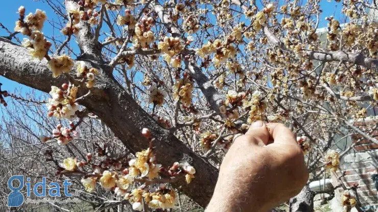 شوک سرمای ناگهانی باغات دماوند را ویران کرد