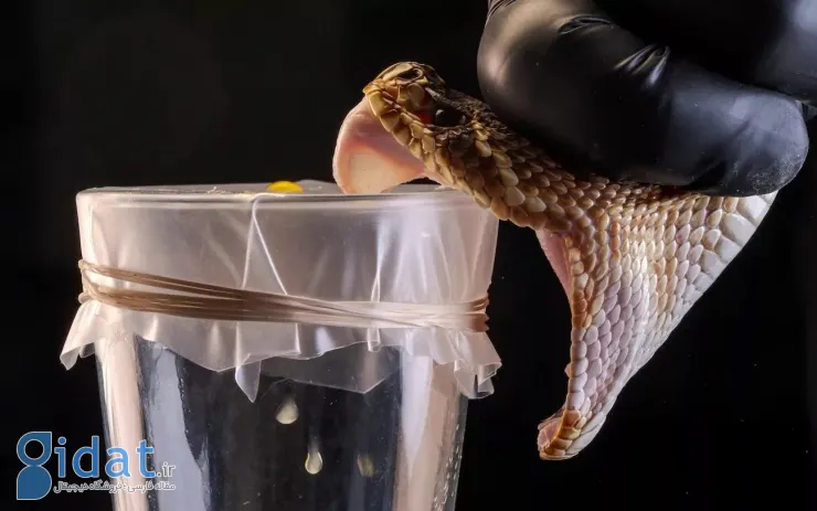 دستاورد محقق ایرانی: پادزهری علیه سم ۱۷ مار کشنده