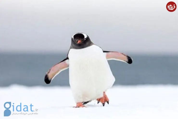واکنش عجیب و جالب پنگوئن ها در مقابل آینه