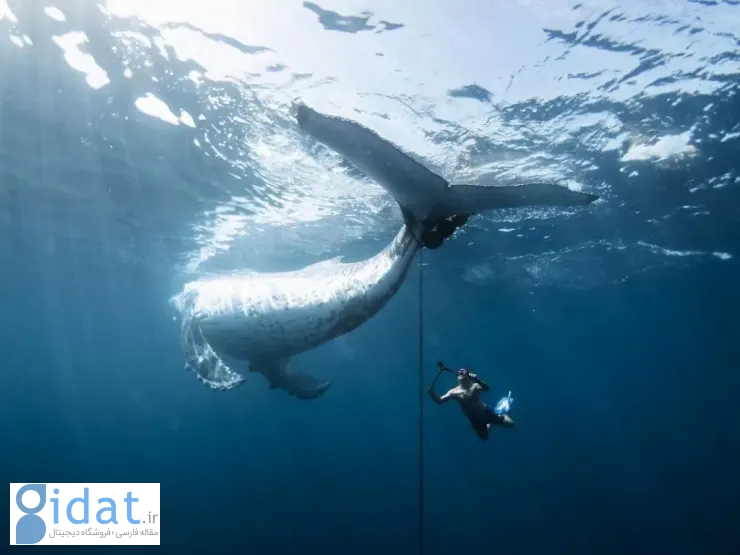 لحظه نفس‌گیر نجات نهنگ گوژپشت برنده جایزه شد