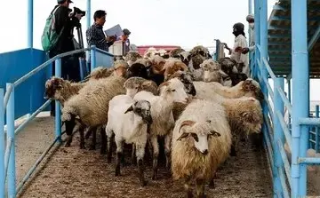 افزایش بی‌سابقه قیمت گوشت قرمز در بازار