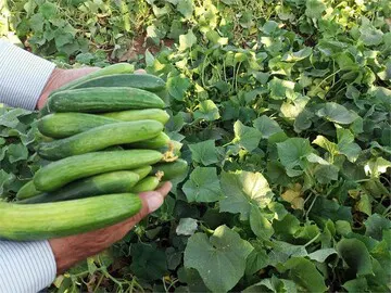چرا خیار و کاهو به کالاهای لوکس تبدیل شدند؟