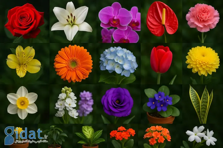 ۲۰ گل پرفروش و پرطرفدار در گل فروشی ها