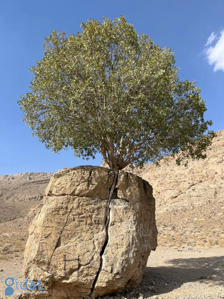 عکس یک درخت کل ایران را سرگرم کرد