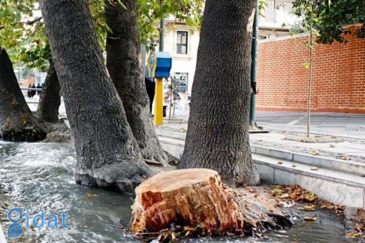 درآمد عجیب و نجومی شهرداری تهران از قطع درختان!
