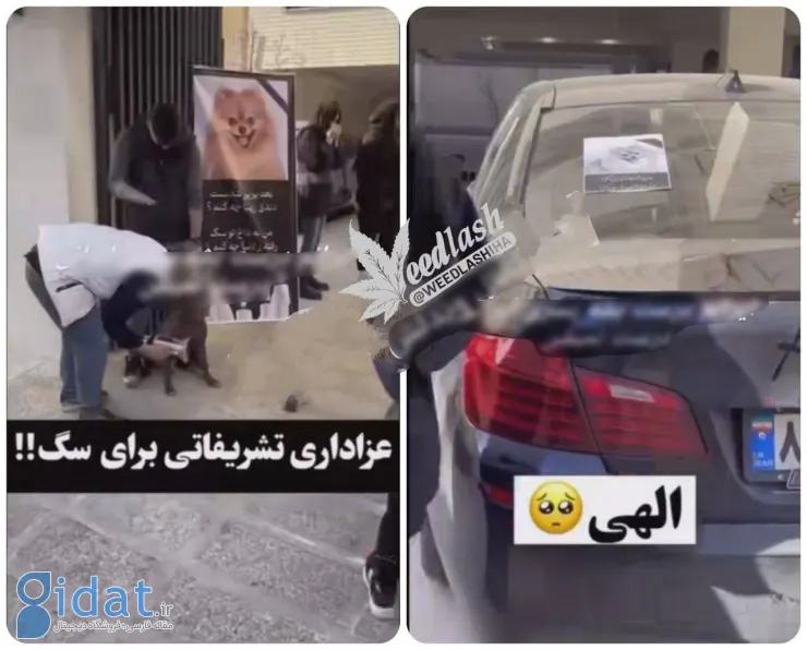 مراسم ختم لاکچری یک سگ در تهران جنجالی شد