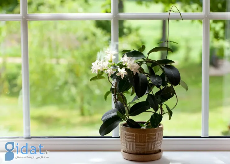 5 گیاه خوشبو برای خوشبو کردن خانه