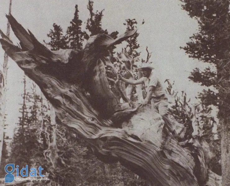 با قدیمی ترین درختان جهان آشنا شوید
