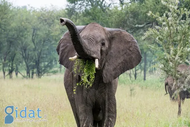 کشف شگفت انگیز؛ این فیل ها مانند انسان ها غذا می خورند