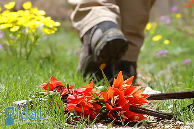 برداشتن لاله وارونه در ترکیه تا 15000 دلار جریمه دارد