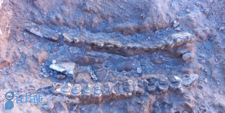 400 قطعه فسیل 10 میلیون ساله در مراغه کشف شد