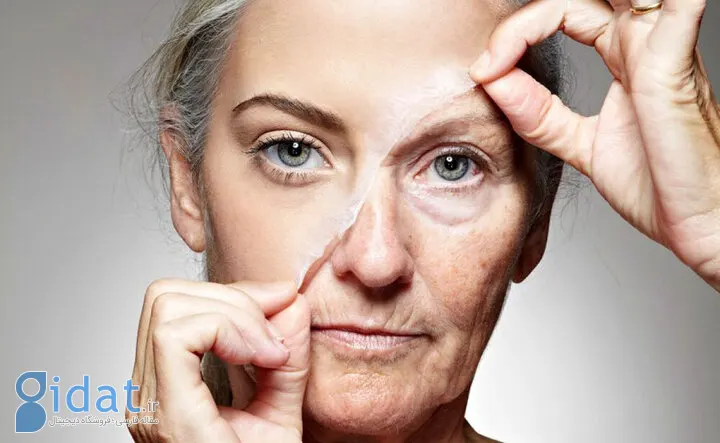 با خوردن این مغز، دیرتر پیر می شوید