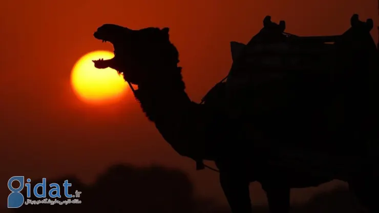 تصاویر دیدنی از شتر در غروب آفتاب