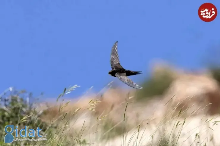 پرنده‌ای که می‌تواند «۱۰ ماه» بی‌وقفه پرواز کند