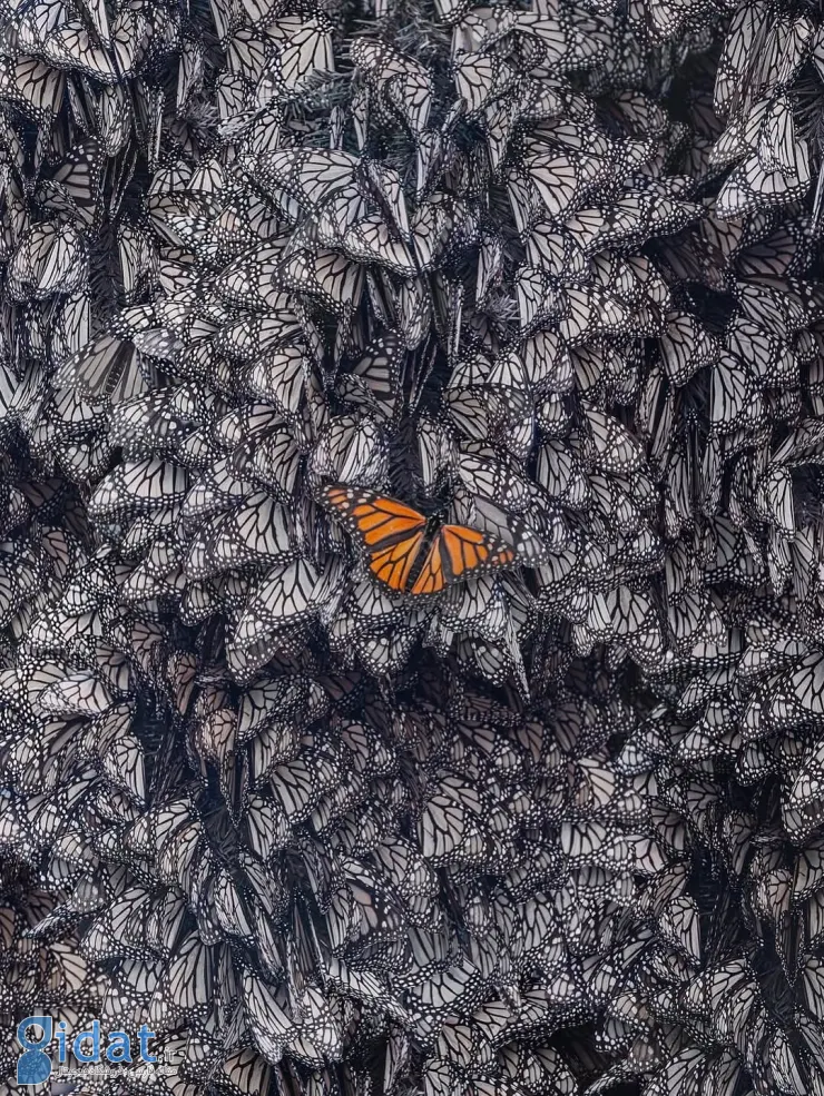 تصاویر شگفت انگیز از مهاجرت پروانه های نارنجی!