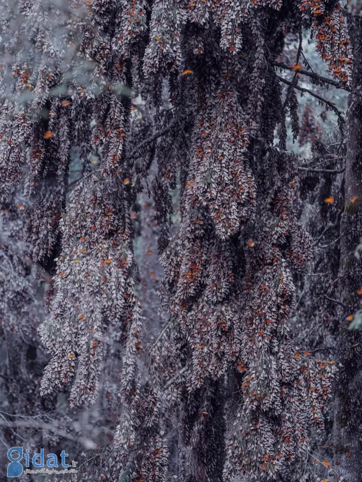 565895975_18552172039044850_7069450013167955374_n