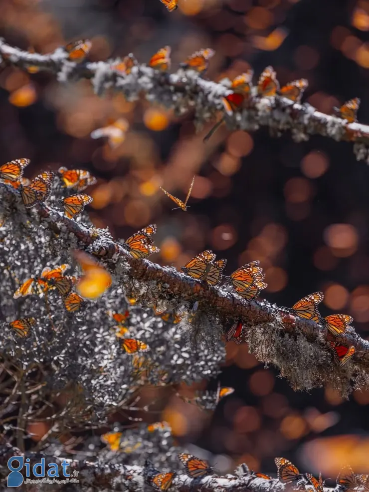 569211436_18552172111044850_8179064815667104032_n