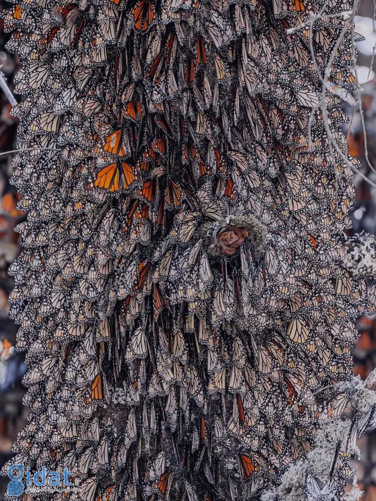 570246473_18552171976044850_5118004369797184480_n