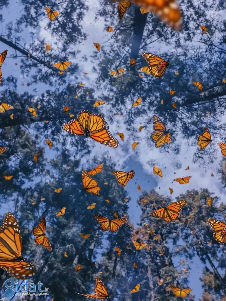 571431844_18552172084044850_8453869137333511375_n