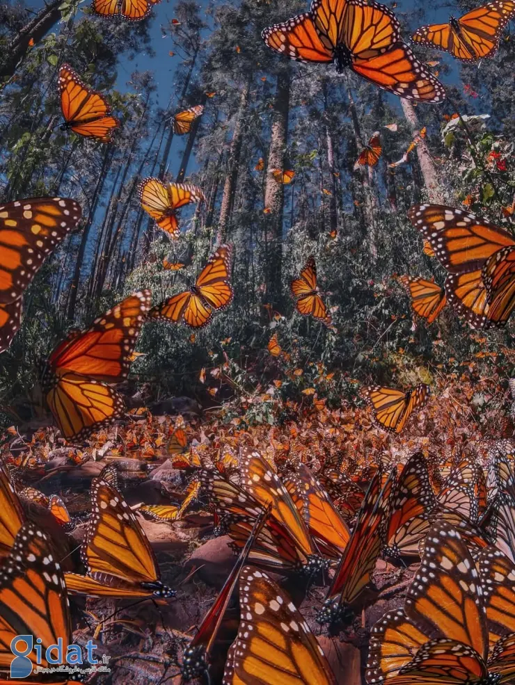 572484744_18552172075044850_7458420720087721679_n