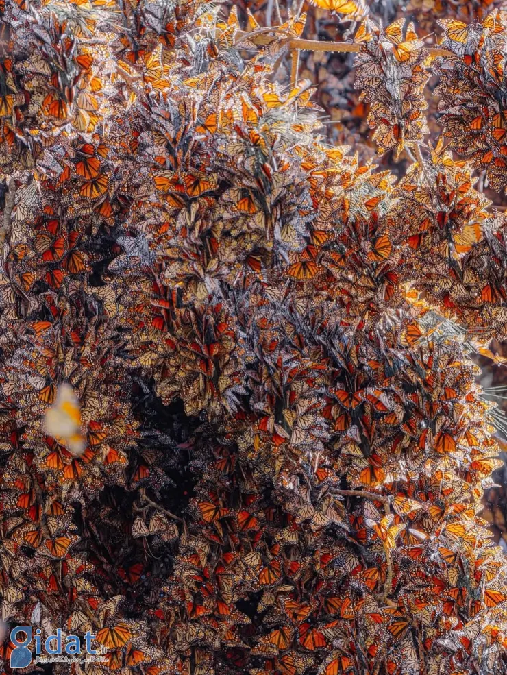 573037159_18552172066044850_7002184553635012472_n