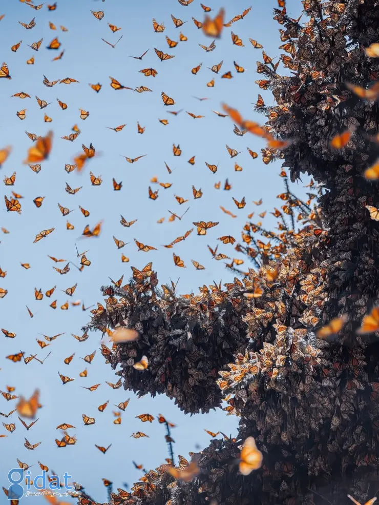 573098098_18552171994044850_7062728047708939155_n