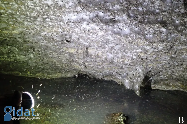 کشف ۱۱۱۰۰۰ عنکبوت در یک خانه!