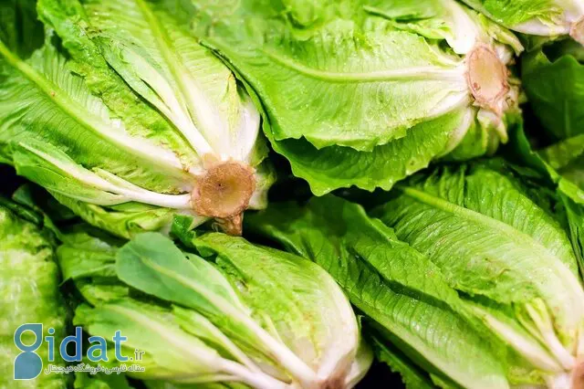 کاشت کاهو برای خوراک دام در البرز!