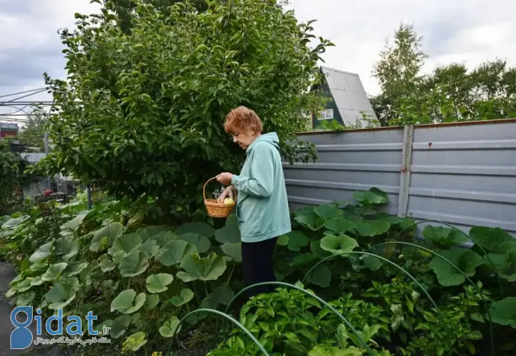 پیشنهاد جدید و جالب دانشمندان برای پیشگیری از آلزایمر