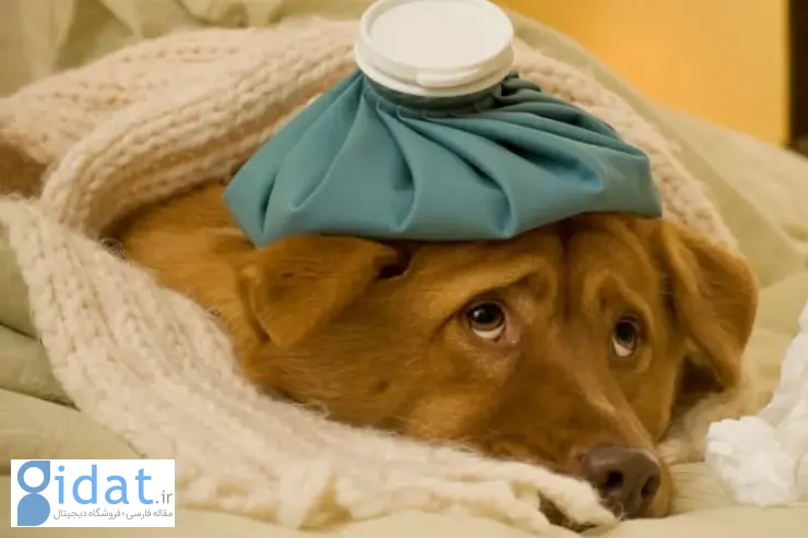علائم بیماری در سگ‌ها: از بی‌حالی تا تب