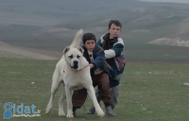 10 فیلم از سینمای ترکیه که به شدت غافلگیرتان می‌کند