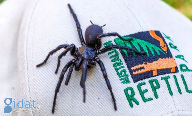 بزرگ‌ترین و کشنده‌ترین عنکبوت دنیا کشف شد