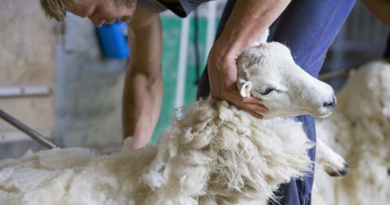 کوتاه کردن پشم گوسفندان