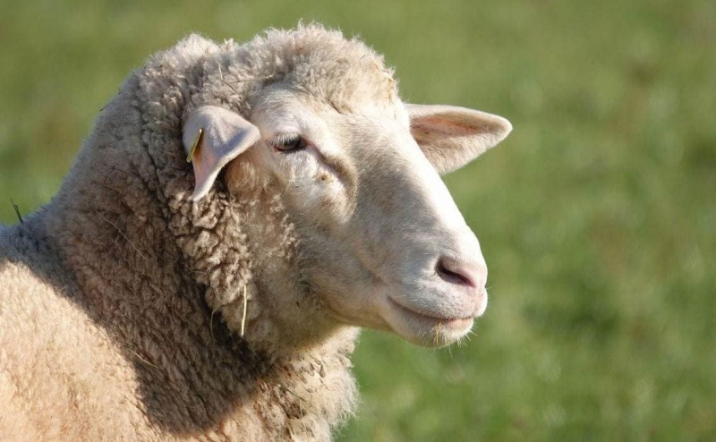 مریضی های مرتبط با سلامتی گوسفندان