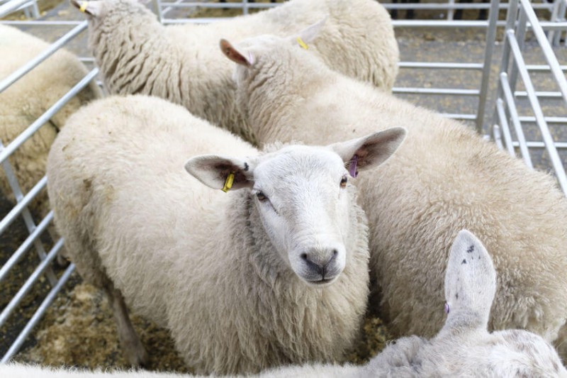 رایج ترین بیماری های گوسفند | مبارزه با مریضی های دامی