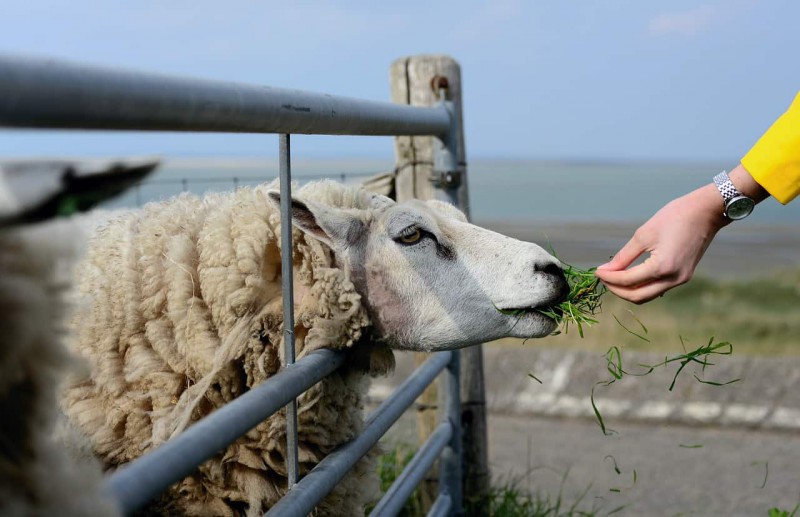 4 نکته‌ای‌ که هر دامدار برای نگهداری گوسفند باید بداند