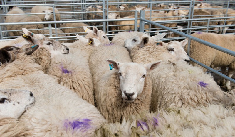 بررسی وضعیت صنعت دامپروری و پرورش گوسفند