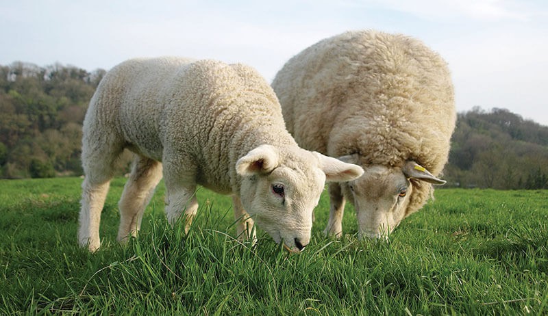 مراحل هضم غذا در دستگاه گوارش گوسفندان