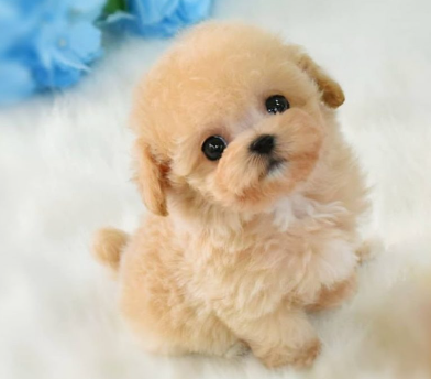 🐶