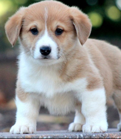 🐶