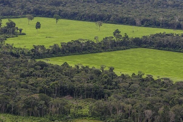 فروش غیرقانونی جنگل های آمازون از طریق فیس بوک