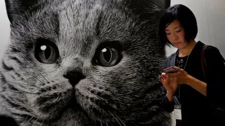 طراحی اپلیکیشنی که درد گربه های خانگی را با کمک هوش مصنوعی تشخیص می دهد