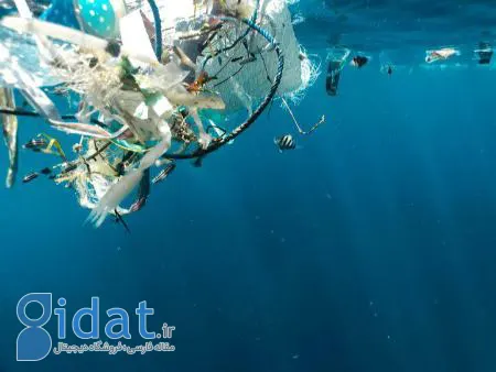 کشف موجوداتی که فضولات انسانی را می‌خورند