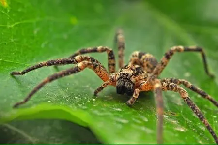 کدام عنکبوت واقعی است؟ | جواب شما را شگفت زده خواهد کرد
