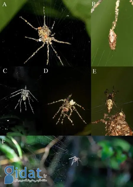 عنکبوت،اخبار علمی،خبرهای علمی